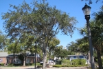 Fripp-Island-Trip-October-2011 - 032