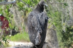 Fripp-Island-Trip-October-2011 - 075