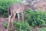 Fripp-Island-Trip-October-2011 - 161