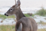 Fripp-Island-Trip-October-2011 - 163