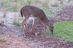 Fripp-Island-Trip-October-2011 - 165