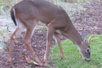 Fripp-Island-Trip-October-2011 - 166