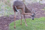 Fripp-Island-Trip-October-2011 - 167