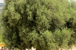 italy-sicily-october-11161