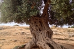 italy-sicily-october-11259