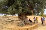 italy-sicily-october-11260