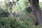the-low-lands-2007-1290