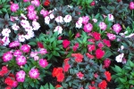 mackinaw-island-2002-0367