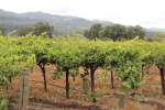 napa-sanfrancisco-2218