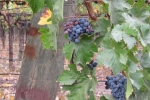 napa-sanfrancisco-2220