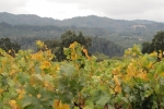 napa-sanfrancisco-2221
