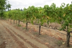 napa-sanfrancisco-2224