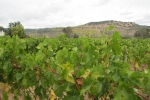 napa-sanfrancisco-2225