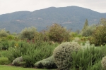 napa-sanfrancisco-2243