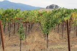 napa-sanfrancisco-2245