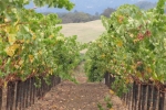 napa-sanfrancisco-2247