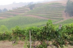 napa-sanfrancisco-2254
