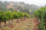 napa-sanfrancisco-2256