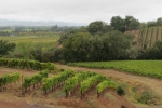 napa-sanfrancisco-2266