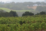 napa-sanfrancisco-2267
