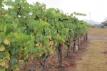 napa-sanfrancisco-2269