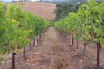 napa-sanfrancisco-2270