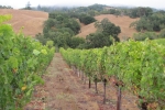 napa-sanfrancisco-2272