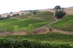 napa-sanfrancisco-2283