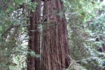 napa-sanfrancisco-2333