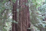 napa-sanfrancisco-2334