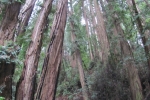 napa-sanfrancisco-2341