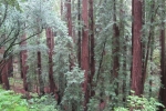napa-sanfrancisco-2379