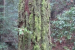 napa-sanfrancisco-2383