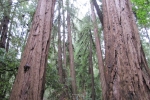 napa-sanfrancisco-2392