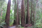 napa-sanfrancisco-2411