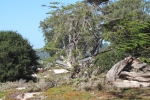 napa-sanfrancisco-2433