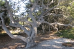 napa-sanfrancisco-2434