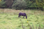 scotland-2001-0902-008