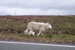 scotland-2001-0903-012