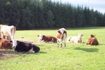 scotland-2001-0904-046