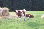scotland-2001-0904-047