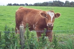 scotland-2001-0905-058