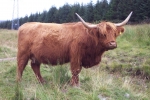 scotland-2001-0905-067