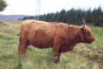 scotland-2001-0905-070